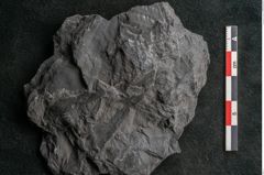 Foto (Detailansicht) von Callipteris sp.  (NHMW-GEO-2024-0188-10920)